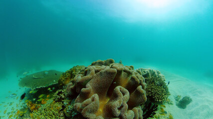 Marine life sea world. Underwater fish reef marine. Tropical colourful underwater seas. Philippines.