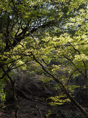 山の斜面と木々