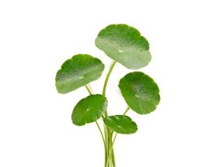 Group of Gotu kola (Centella asiatica) leaves isolated on white background.