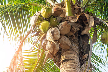 Coconut grows on a palm tree with leaves in the sun