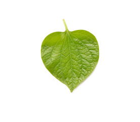 Green betel leaf isolated on the white background