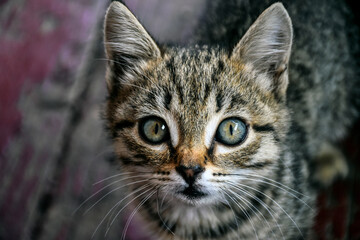 portrait of a stray cat