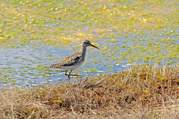 Close-up rear view wood sandpiper on the edge of a swamp. Tringa glareola is small wader. Bright spring and sunny colors - blue, light green, yellow.