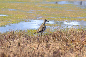 Close-up wood sandpiper on the edge of a swamp. Tringa glareola is small wader. Bright spring and sunny colors - blue, light green, yellow.