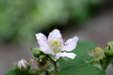 ピンクのかわいいブラックベリーの花
