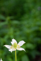 夏の庭に咲く満開の白いアネモネ
