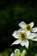 夏の庭の白いアネモネ