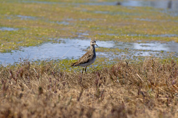 Close-up wood sandpiper on the edge of a swamp. Tringa glareola is small wader. Bright spring and sunny colors - blue, light green, yellow.