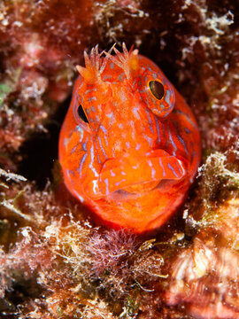 Close-up of Red blenny (Parablennius zvonimiri) Adults inhabit dimly lit biotopes like overhanging rocks or caves. Also found in piddock holes. They graze on periphyton. Oviparous