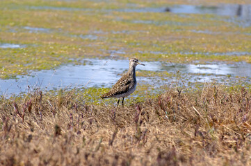 Close-up wood sandpiper on the edge of a swamp. Tringa glareola is small wader. Bright spring and sunny colors - blue, light green, yellow.
