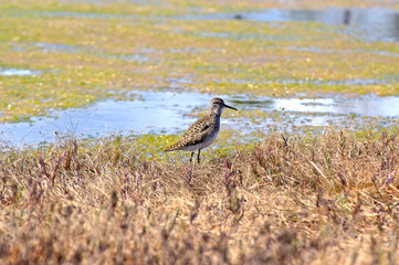 Close-up singing wood sandpiper on the edge of a swamp. Tringa glareola is small wader. Bright spring and sunny colors - blue, light green, yellow.