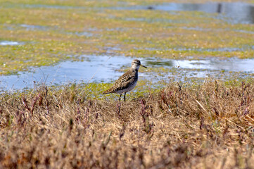 Close-up singing wood sandpiper on the edge of a swamp. Tringa glareola is small wader. Bright spring and sunny colors - blue, light green, yellow.