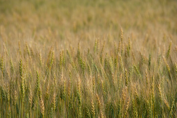 色づき始めたムギ畑
