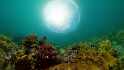 Tropical coral reef and fishes underwater. Tropical fishes and coral reef underwater. . Travel vacation concept. Philippines.