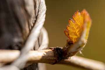 Riesling Weinknospen im Frühling