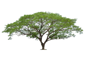 Isolated green tree on white background, Trees isolated on white background, tropical trees isolated used for design, advertising and architecture.
