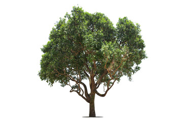 Isolated green tree on white background, Trees isolated on white background, tropical trees isolated used for design, advertising and architecture.