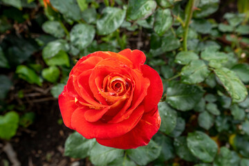 red rose in garden