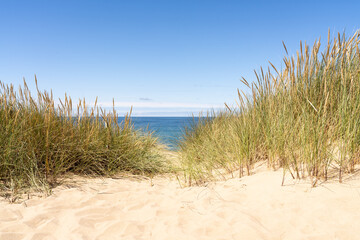 Fototapeta na wymiar Dune grass on the beach