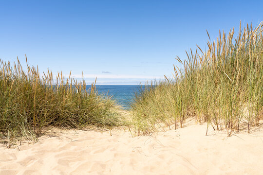 Dune grass on the beach © eyetronic