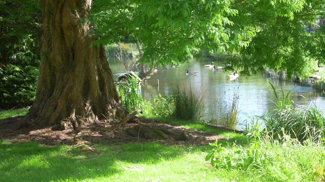 Birds swimming in the pond in the park in slow motion 180fps