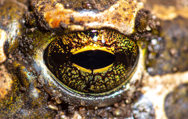 Close-up of a toad's eye.
