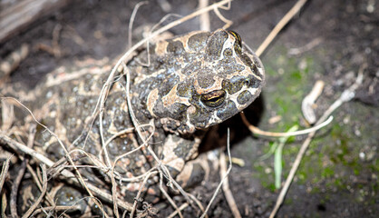 Toad on the ground in the park.