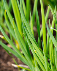 Fototapeta na wymiar Green onions in the garden.