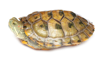 Obraz premium Portrait of a turtle on a white background.
