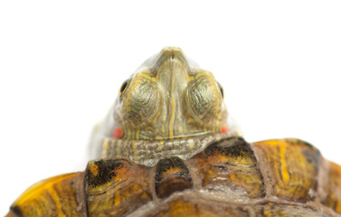 Portrait of a turtle on a white background.