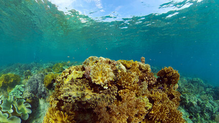 Underwater fish reef marine. Tropical colourful underwater seascape. Philippines.