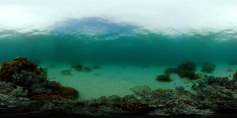 Tropical Seascape Underwater Life. Tropical underwater sea fish. Philippines. 360 panorama VR