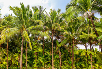 Beautiful palm trees against the blue sky