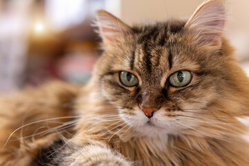 closeup shot of a brown cat with green eyes lying on a sofa