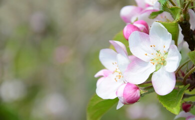 Obraz na płótnie Canvas Wunderschöne Apfelblüten in Weiß und Rosa freigestellt und isoliert vor unscharfen Hintergrund mit Textfreiraum