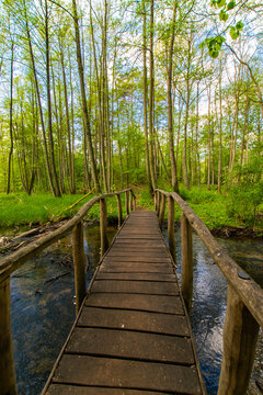 wooden bridge in the forest © Franziska Brueckmann