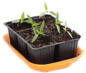 Bell pepper seedlings on a white background.