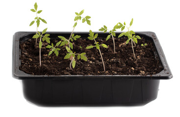 Tomato seedlings on a white background.