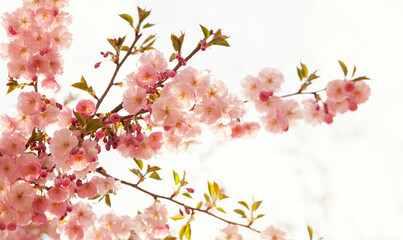 Beautiful blooming sakura tree