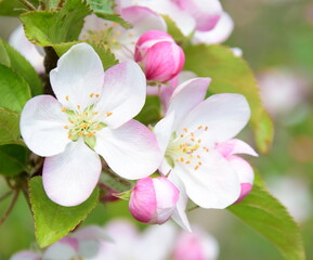 Obraz premium Wunderschöne Apfelbaumblüten in Rosa und Weiß im Sonnenlicht im Frühling in Lana bei Meran - Südtirol