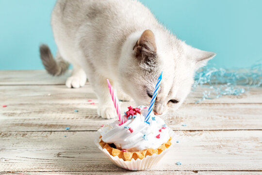 kitten eating cake