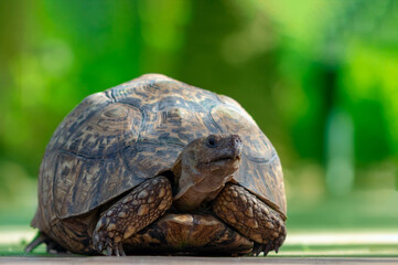 Close up of a cute turtle lying in the green grass.