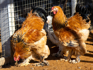 Rooster with hens on the farm.