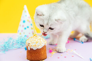 Naklejka na ściany i meble White British kitten eats a festive cupcake.
