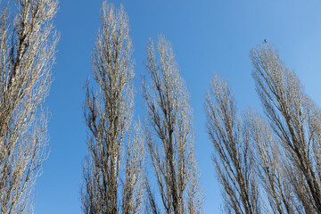 Bare branches of a tree against a blue sky.