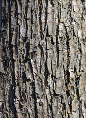 Bark on a tree as an abstract background.