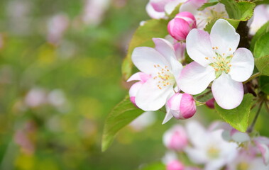 Naklejka na ściany i meble Wunderschöne Apfelbaumblüten in Rosa und Weiß im Sonnenlicht im Frühling in Lana bei Meran - Südtirol