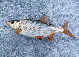 Fish caught on ice in winter.
