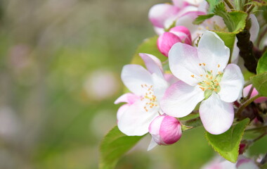 Weiße und pinke Apfelbaumblüten - freigestellt und isoliert vor grünen Hintergrund - Apfelwiesen in Blüte in Lana bei Meran - Südtirol - Europa