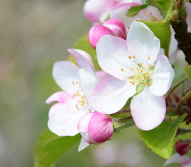 Obraz premium Wunderschöne Apfelbaumblüten in Weiß und Rosa im Frühling in Lana bei Meran - Südtirol